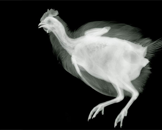 http://www.aljalawi.net/wp-content/uploads/2011/10/chicken-.jpg