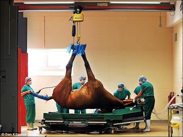 http://www.aljalawi.net/wp-content/uploads/2011/06/horse-ho.jpg
