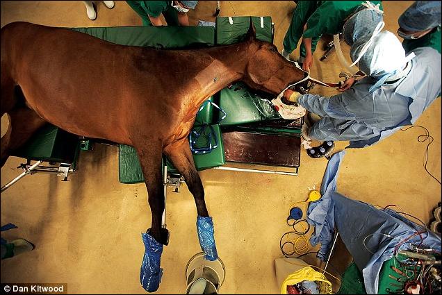http://www.aljalawi.net/wp-content/uploads/2011/06/horse-hq.jpg
