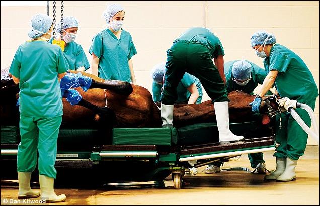 http://www.aljalawi.net/wp-content/uploads/2011/06/horse-hr.jpg