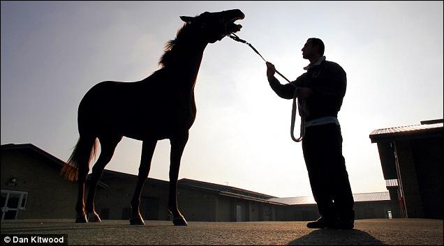 http://www.aljalawi.net/wp-content/uploads/2011/06/horse-hw.jpg