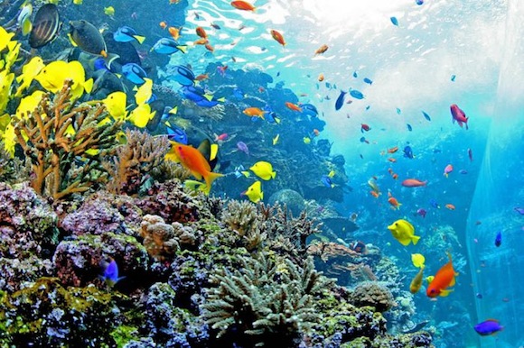http://www.aljalawi.net/wp-content/uploads/2011/09/worlds06.jpg