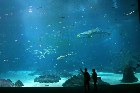 http://www.aljalawi.net/wp-content/uploads/2011/09/worlds_q.jpg