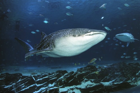 http://www.aljalawi.net/wp-content/uploads/2011/09/worlds_u.jpg