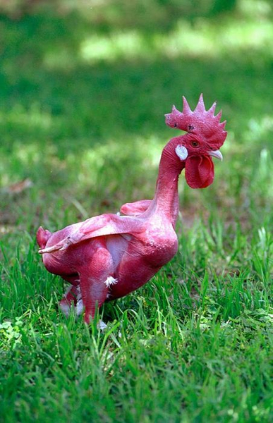 http://www.aljalawi.net/wp-content/uploads/2011/10/1318652185_chicken0.jpg