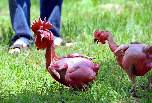 http://www.aljalawi.net/wp-content/uploads/2011/10/1318652185_chicken1.jpg