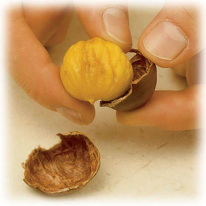 http://www.aljalawi.net/wp-content/uploads/2011/11/Chataigne2.jpg