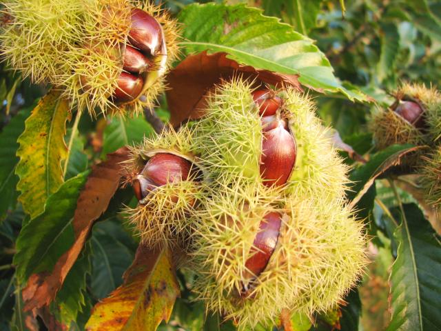http://www.aljalawi.net/wp-content/uploads/2011/11/chestnut3.jpg