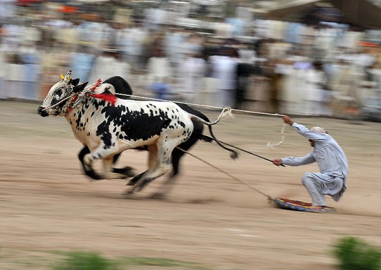 من العادات الغريبة في باكستان : التزلج عبر سباق الثيران