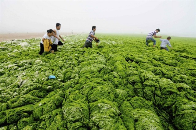 صور : غزو أطنان من الطحالب في الصين !