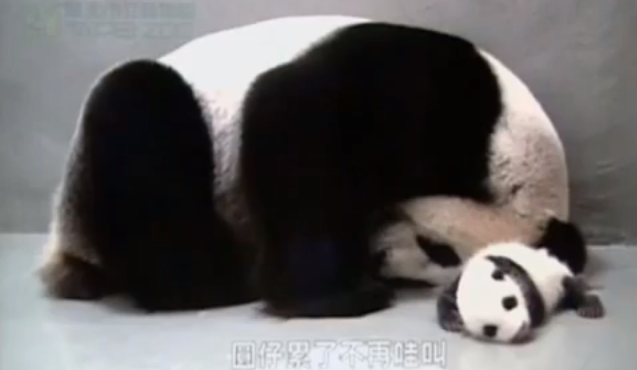 فيديو : التقاء دب الباندا مع أبنها بعد عزلهم لمدة شهر !