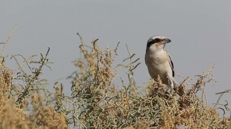 فيديو : الطيور في الكويت .. نتيجة سنتين من التصوير الإحترافي