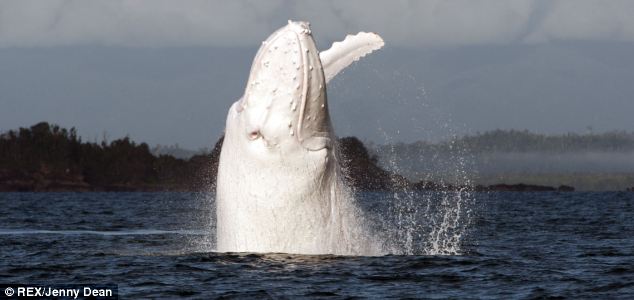 صور : ظهور الحوت الأحدب باللون الأبيض النادر في استراليا