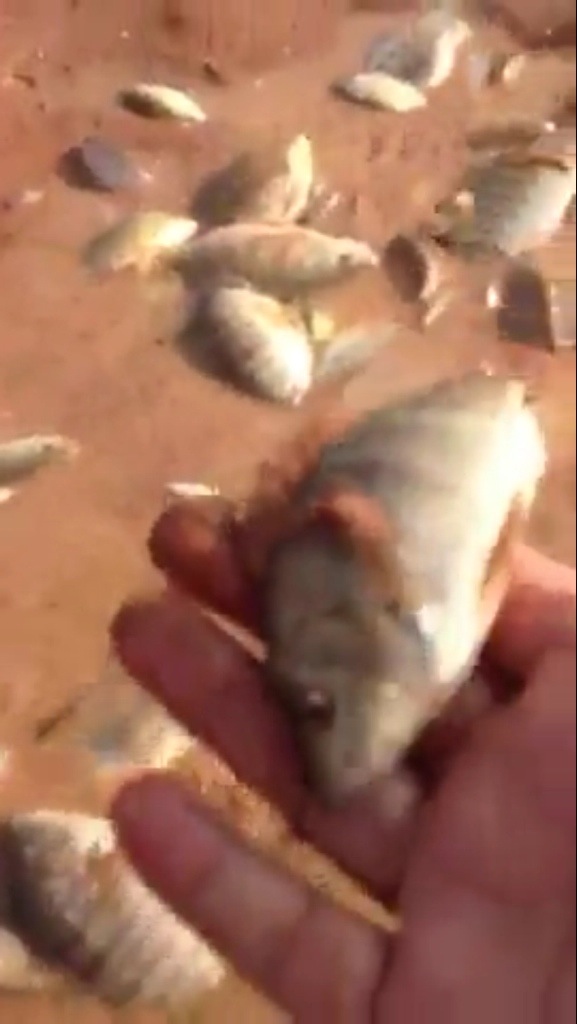 فيديو : ظهور سمك في صحراء حائل