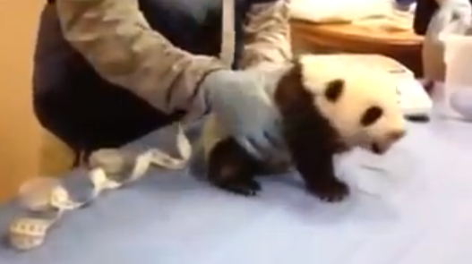 فيديو : هل سمعت صرخة ” دب الباندا ” من قبل ؟