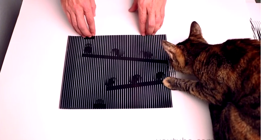 خدعة بصرية : رسمة تتحرك على الورق .. والقطة تحاول الامساك بها !
