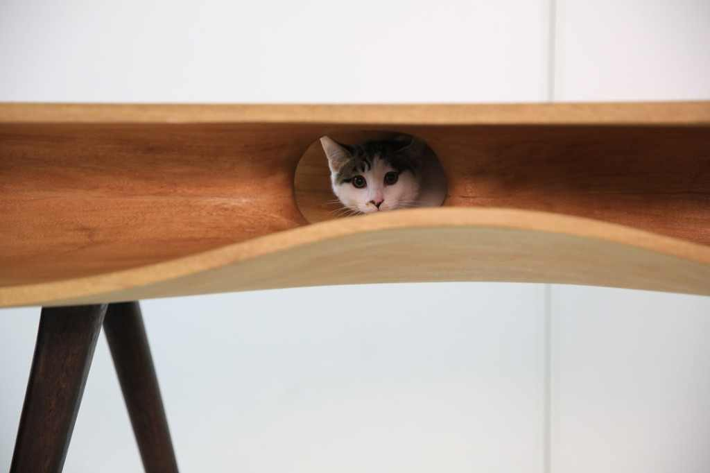 صور : طاولة ديكور داخلي وتسلية للقطط !