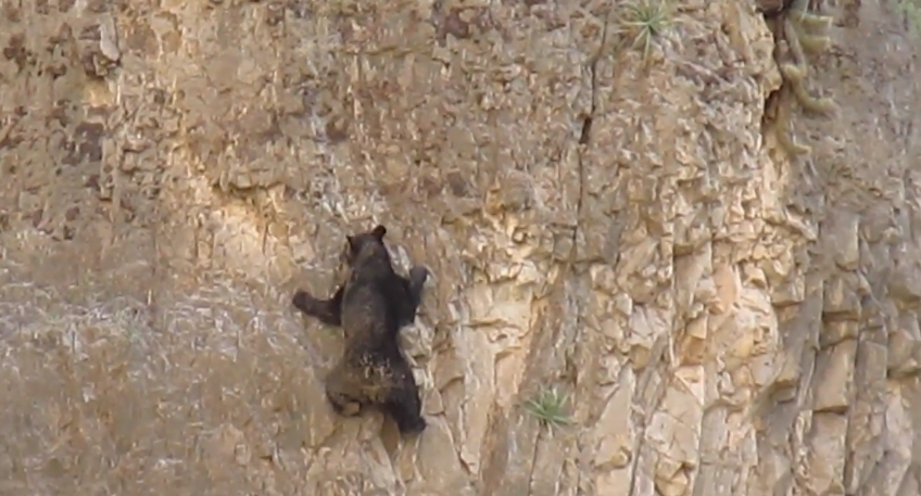 فيديو : دب وابنها يتسلقان منحدر صخري في أحد الجبال