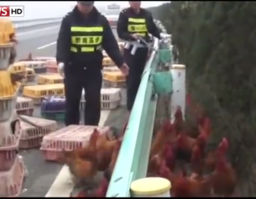 فيديو : رجال الشرطة يطاردون 3000 دجاجة بسبب انقلاب شاحنة كانت تنقلهم !