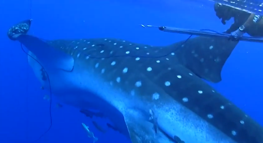 فيديو : قرش الحوت يهاجم غواصين تحت الماء !