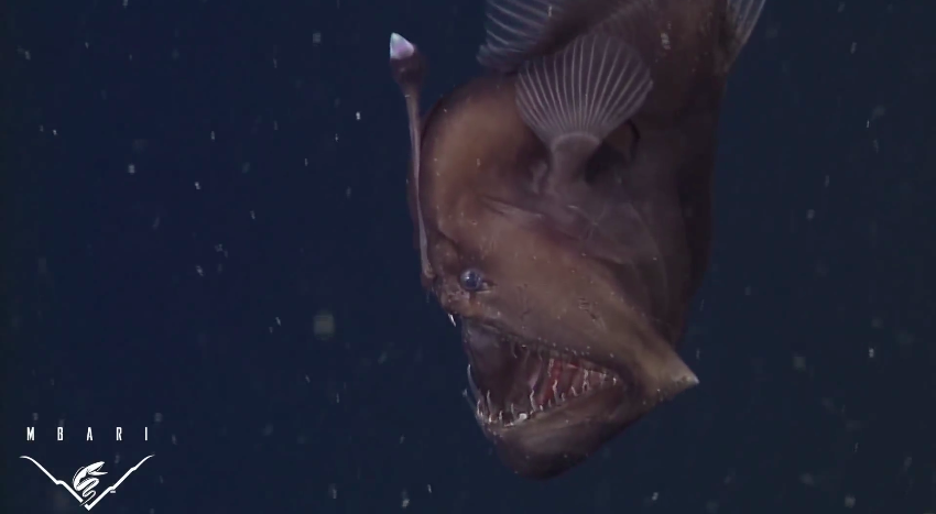 فيديو : لأول مرة يتم تصوير سمكة الأعماق ذات المصباح
