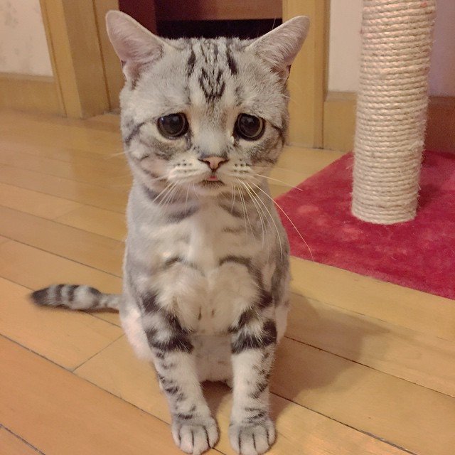 صور : قطة ذات النظرات الحزينة من مشاهير انستقرام